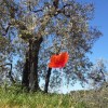 toskana 2013 olivenbaum und roter mohn 5